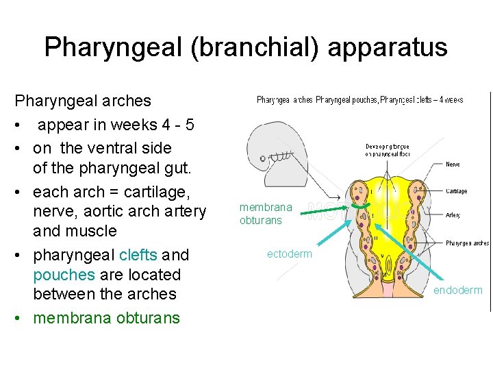 Pharyngeal (branchial) apparatus Pharyngeal arches • appear in weeks 4 - 5 • on