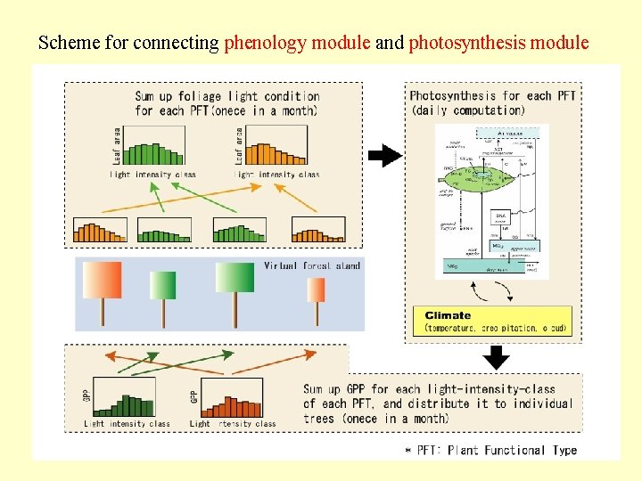 Scheme for connecting phenology module and photosynthesis module 