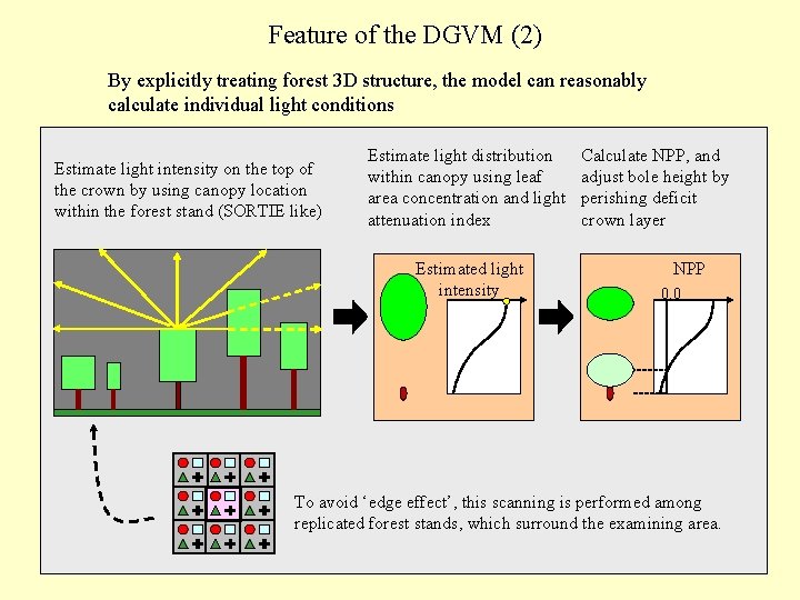 Feature of the DGVM (2) By explicitly treating forest 3 D structure, the model