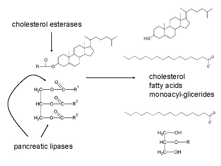 cholesterol esterases cholesterol fatty acids monoacyl-glicerides pancreatic lipases 