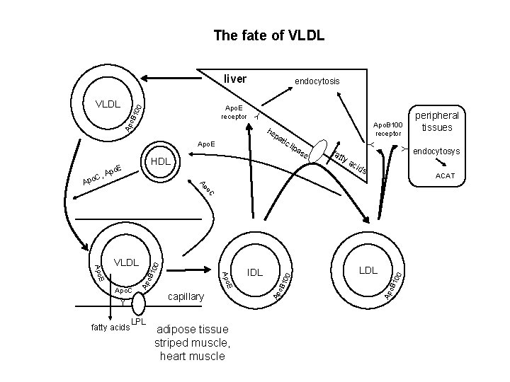 The fate of VLDL liver he pa tic lip HDL o. E , Ap