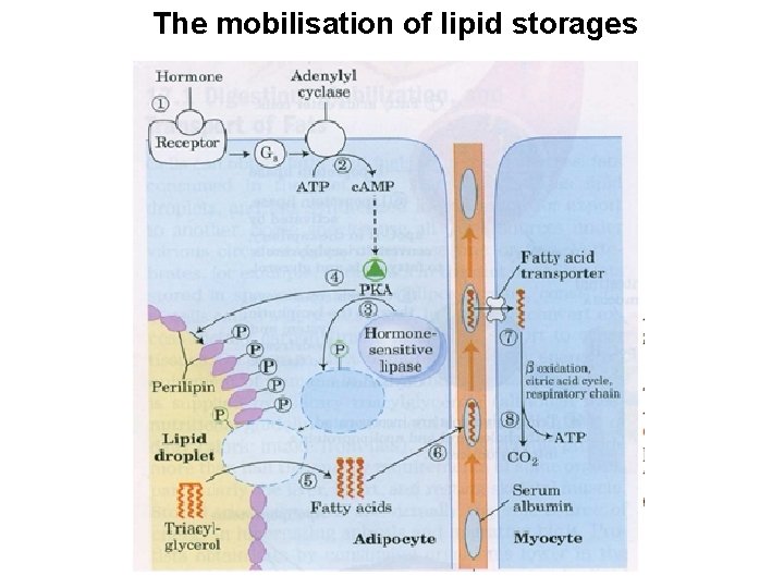 The mobilisation of lipid storages 