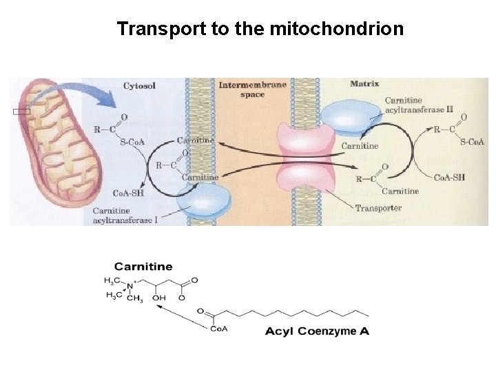 Transport to the mitochondrion 