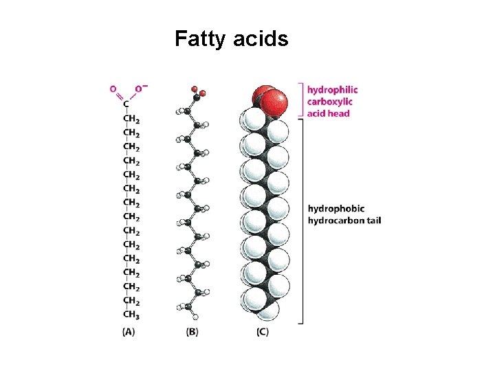 Fatty acids 