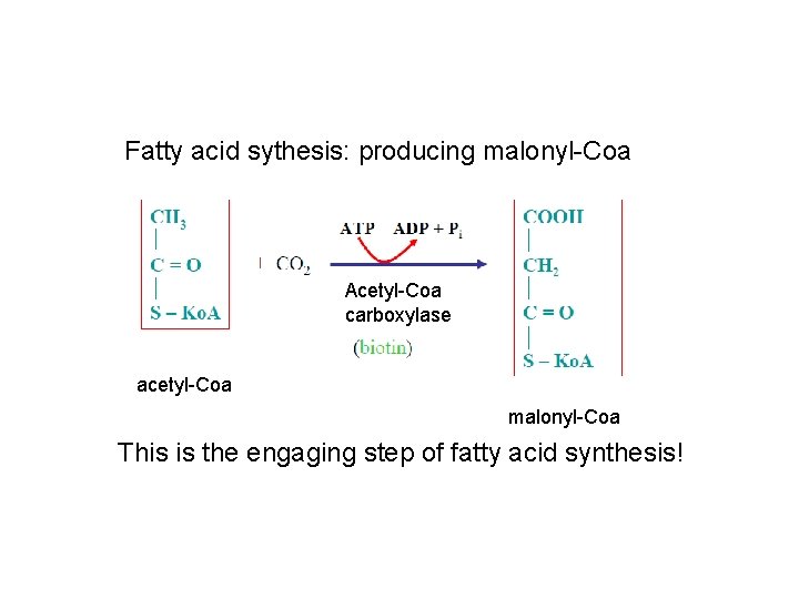 Fatty acid sythesis: producing malonyl-Coa Acetyl-Coa carboxylase acetyl-Coa malonyl-Coa This is the engaging step