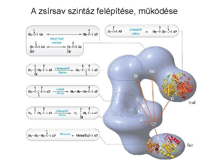 A zsírsav szintáz felépítése, működése 