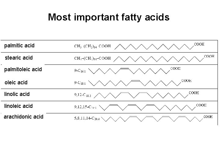 Most important fatty acids palmitic acid stearic acid palmitoleic acid linolic acid linoleic acid