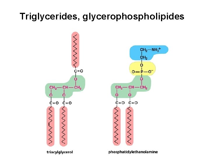 Triglycerides, glycerophospholipides 