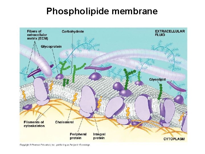 Phospholipide membrane 