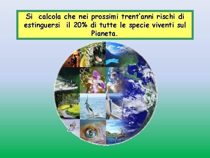 Si calcola che nei prossimi trent’anni rischi di estinguersi il 20% di tutte le