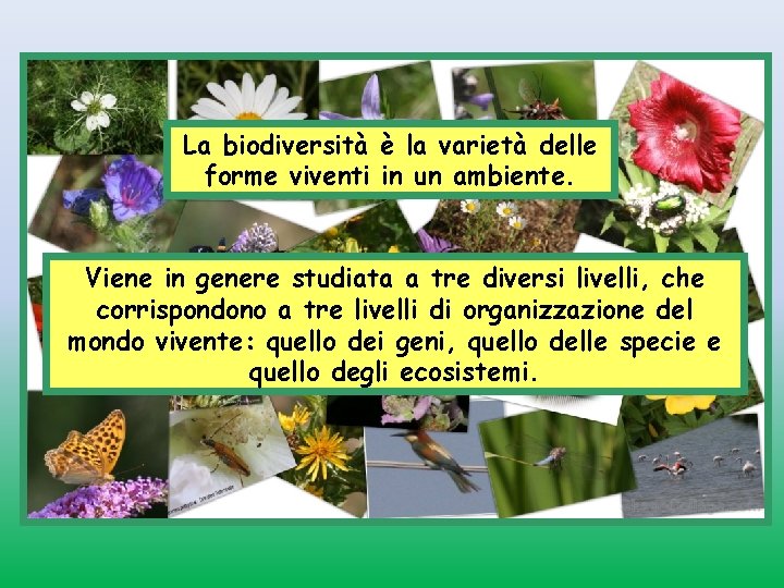 La biodiversità è la varietà delle forme viventi in un ambiente. Viene in genere