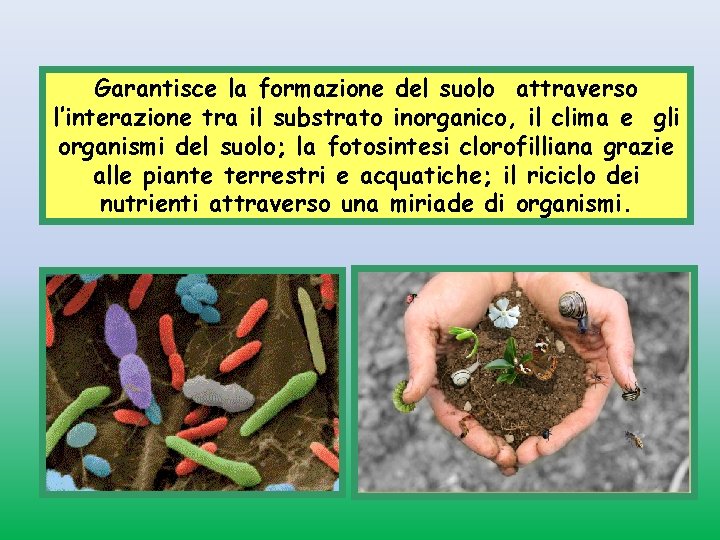 Garantisce la formazione del suolo attraverso l’interazione tra il substrato inorganico, il clima e