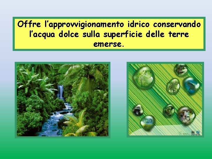 Offre l’approvvigionamento idrico conservando l’acqua dolce sulla superficie delle terre emerse. 