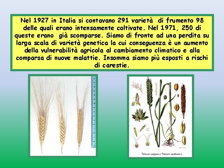 Nel 1927 in Italia si contavano 291 varietà di frumento 98 delle quali erano