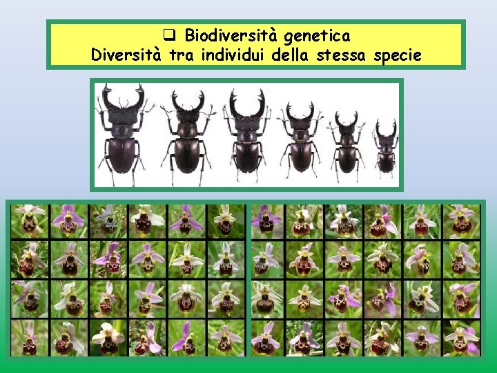 q Biodiversità genetica Diversità tra individui della stessa specie 