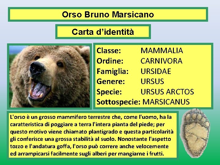 Orso Bruno Marsicano Carta d’identità Classe: MAMMALIA Ordine: CARNIVORA Famiglia: URSIDAE Genere: URSUS Specie: