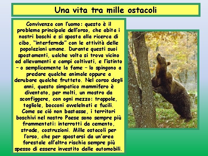 Una vita tra mille ostacoli Convivenza con l’uomo: questo è il problema principale dell’orso,