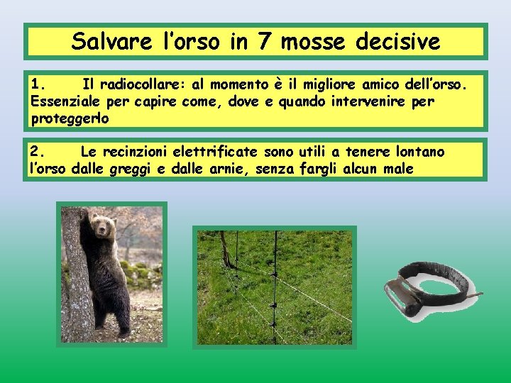 Salvare l’orso in 7 mosse decisive 1. Il radiocollare: al momento è il migliore