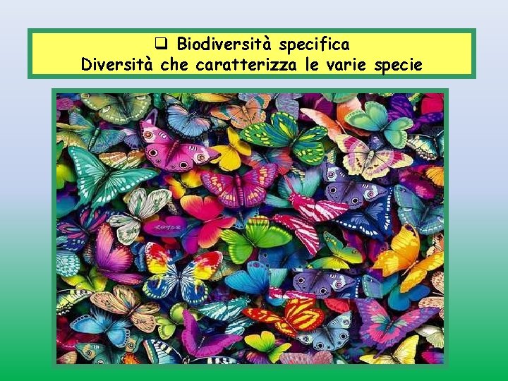 q Biodiversità specifica Diversità che caratterizza le varie specie 