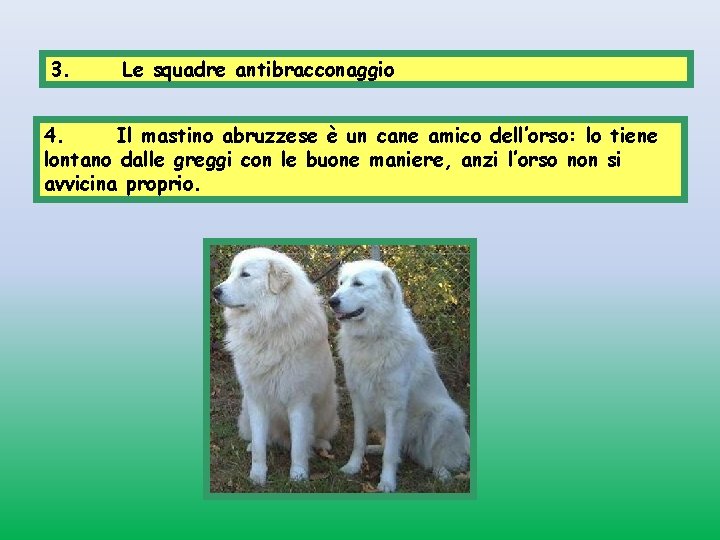 3. Le squadre antibracconaggio 4. Il mastino abruzzese è un cane amico dell’orso: lo