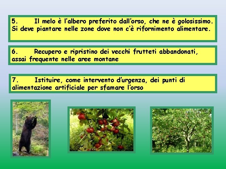 5. Il melo è l’albero preferito dall’orso, che ne è golosissimo. Si deve piantare