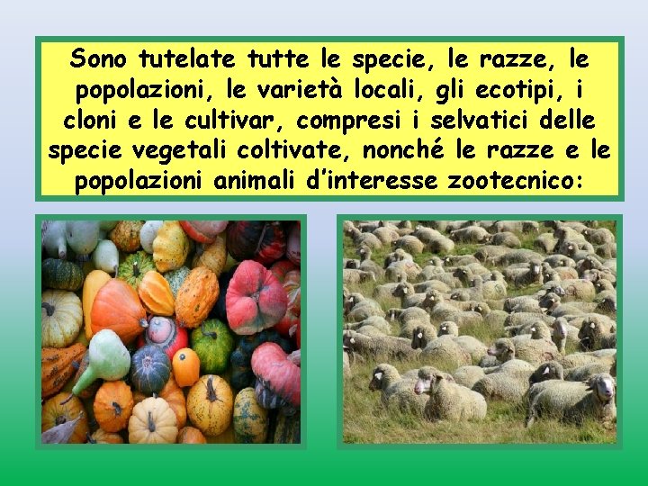 Sono tutelate tutte le specie, le razze, le popolazioni, le varietà locali, gli ecotipi,