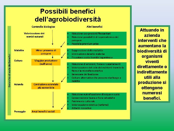 Possibili benefici dell’agrobiodiversità Attuando in azienda interventi che aumentano la biodiversità di organismi viventi