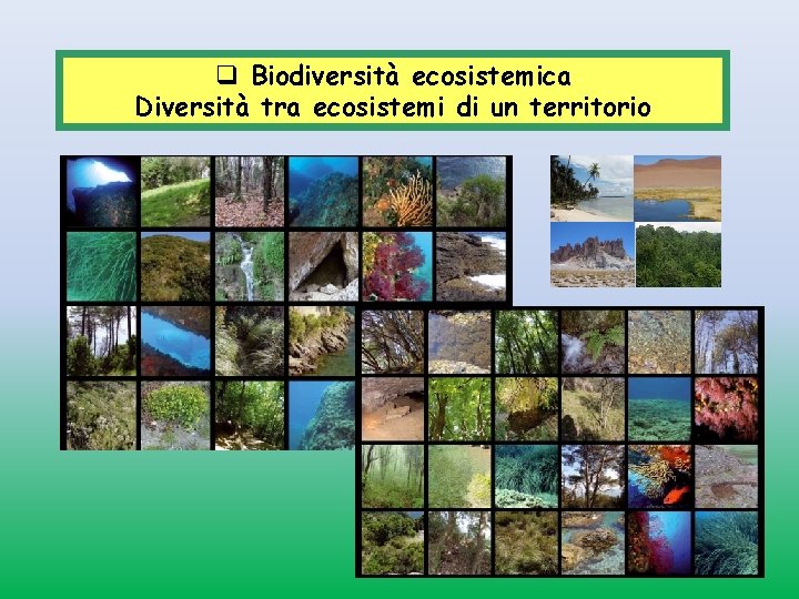 q Biodiversità ecosistemica Diversità tra ecosistemi di un territorio 