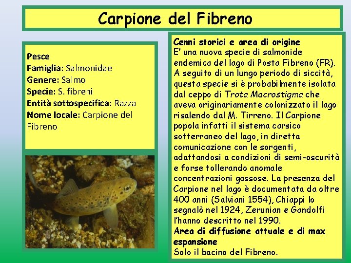 Carpione del Fibreno Pesce Famiglia: Salmonidae Genere: Salmo Specie: S. fibreni Entità sottospecifica: Razza