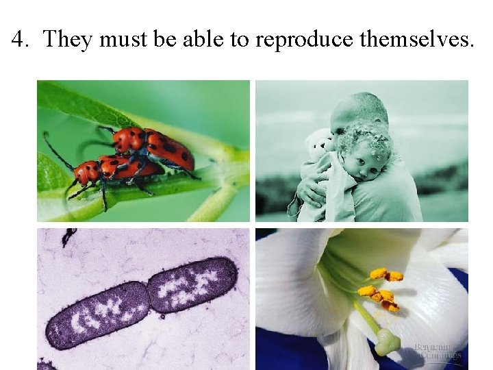 4. They must be able to reproduce themselves. 