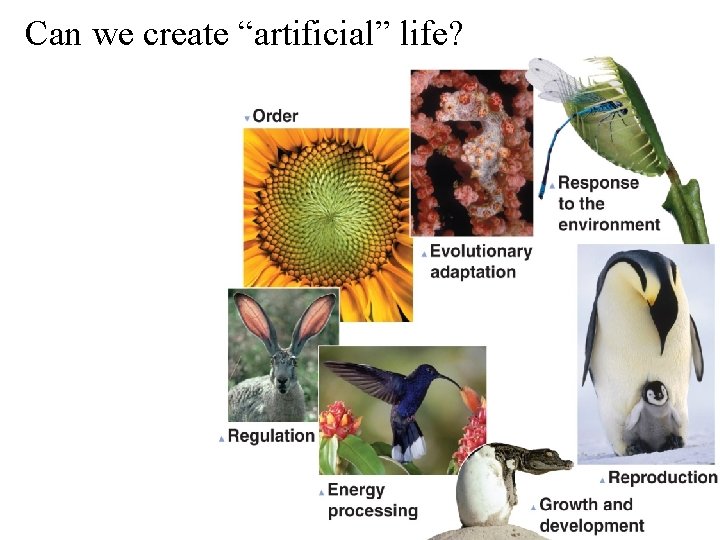 Can we create “artificial” life? 