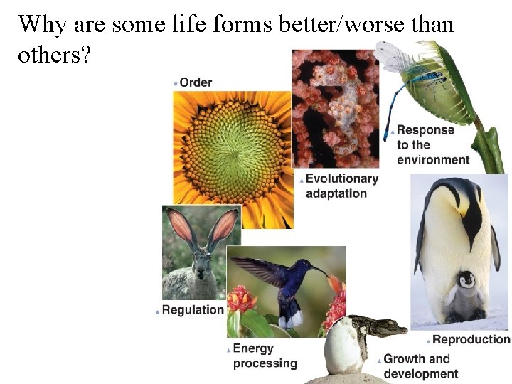 Why are some life forms better/worse than others? 