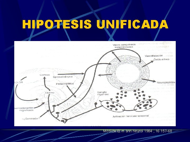 HIPOTESIS UNIFICADA Moskowitz m ann neurol 1984 , 16 157 -68 