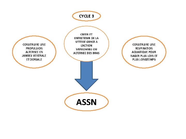CYCLE 3 CONSTRUIRE UNE PROPULSION ALTERNEE EN JAMBES VENTRALE ET DORSALE CONSTRUIRE UNE RESPIRATION