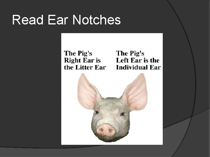 Read Ear Notches 