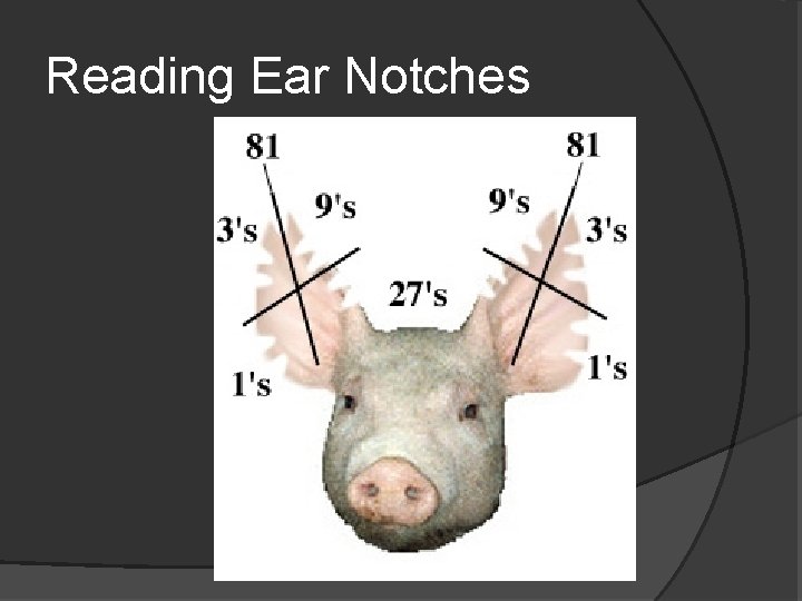 Reading Ear Notches 