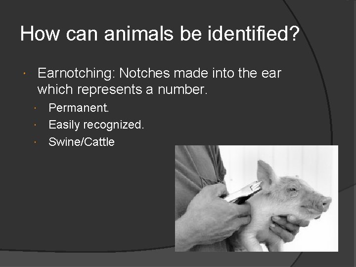 How can animals be identified? Earnotching: Notches made into the ear which represents a