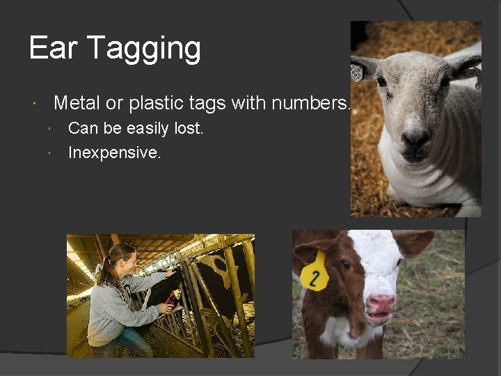 Ear Tagging Metal or plastic tags with numbers. Can be easily lost. Inexpensive. 
