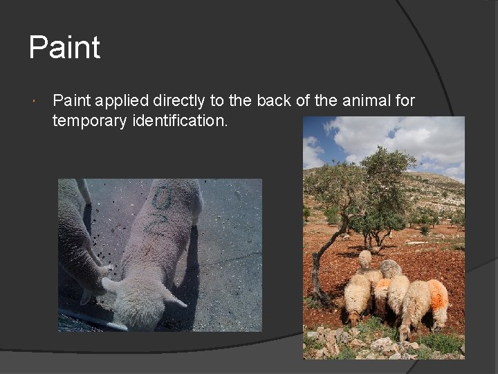 Paint applied directly to the back of the animal for temporary identification. 