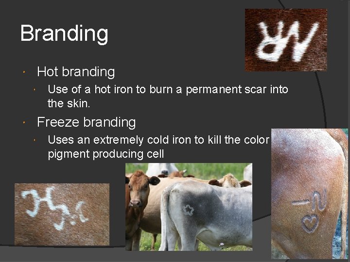 Branding Hot branding Use of a hot iron to burn a permanent scar into