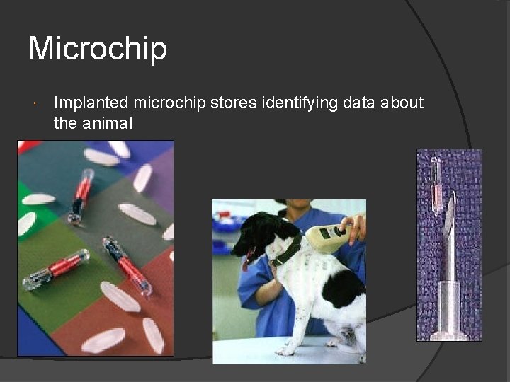 Microchip Implanted microchip stores identifying data about the animal 