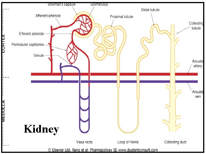 Kidney 