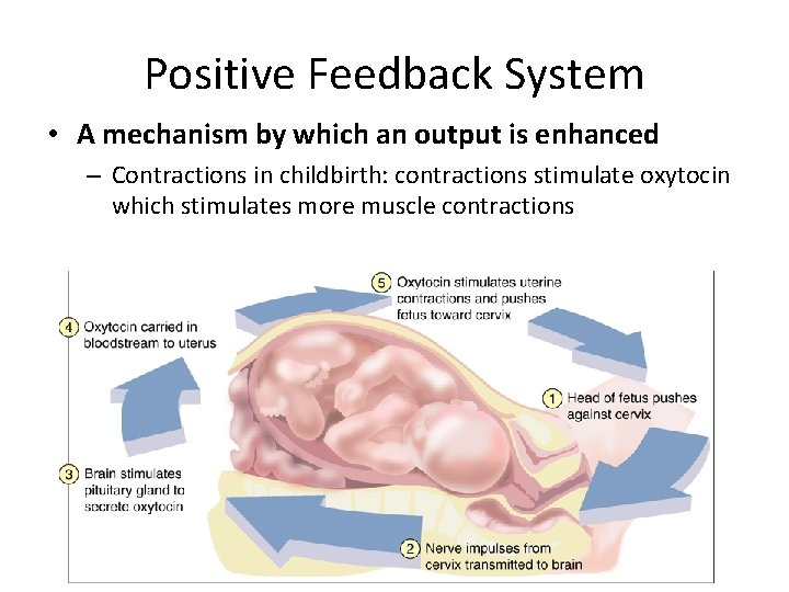 Positive Feedback System • A mechanism by which an output is enhanced – Contractions Positive Feedback System • A mechanism by which an output is enhanced – Contractions