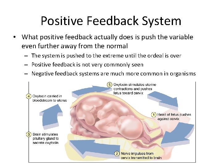 Positive Feedback System • What positive feedback actually does is push the variable even Positive Feedback System • What positive feedback actually does is push the variable even