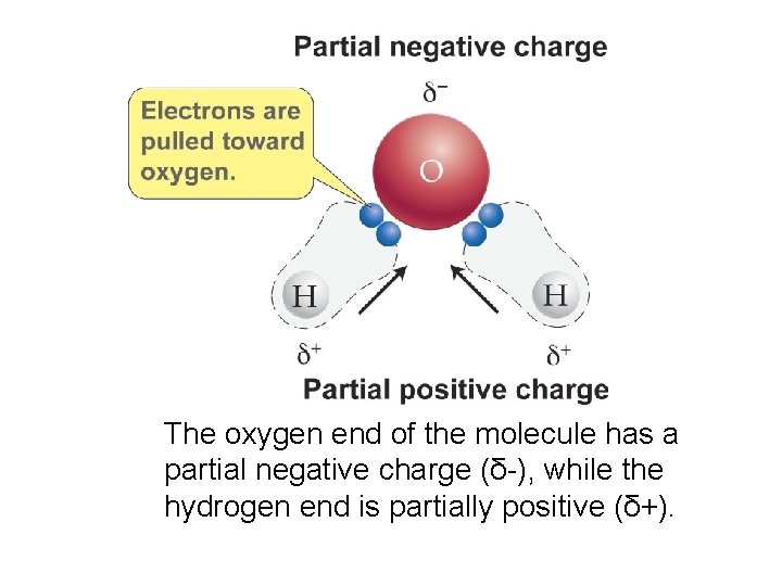 The oxygen end of the molecule has a partial negative charge (δ-), while the