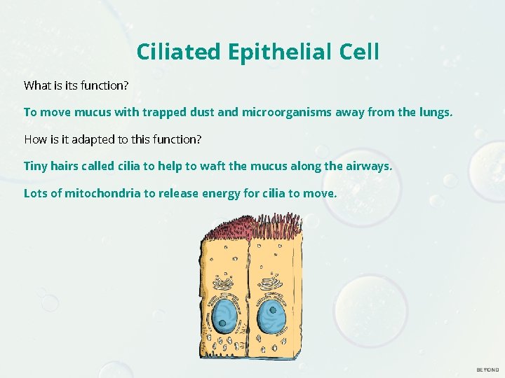 Ciliated Epithelial Cell What is its function? To move mucus with trapped dust and Ciliated Epithelial Cell What is its function? To move mucus with trapped dust and