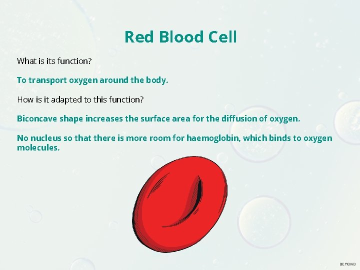 Red Blood Cell What is its function? To transport oxygen around the body. How Red Blood Cell What is its function? To transport oxygen around the body. How