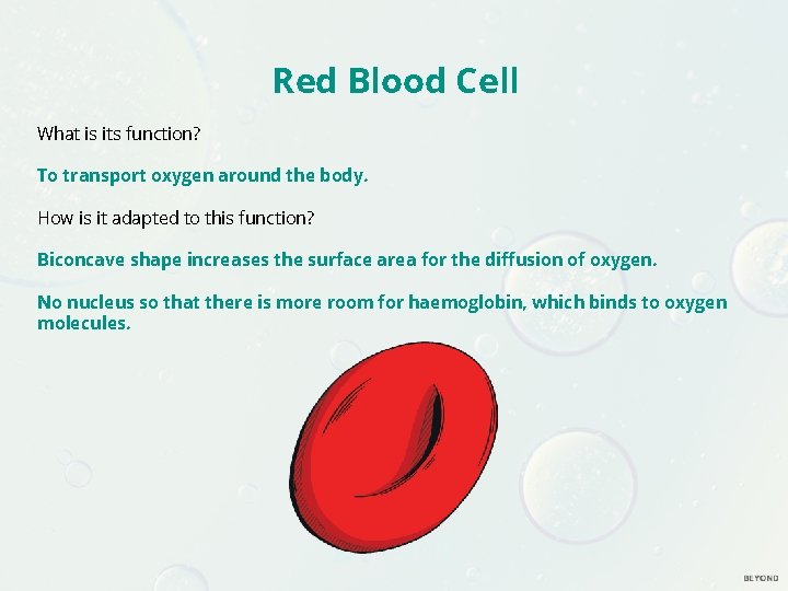 Red Blood Cell What is its function? To transport oxygen around the body. How