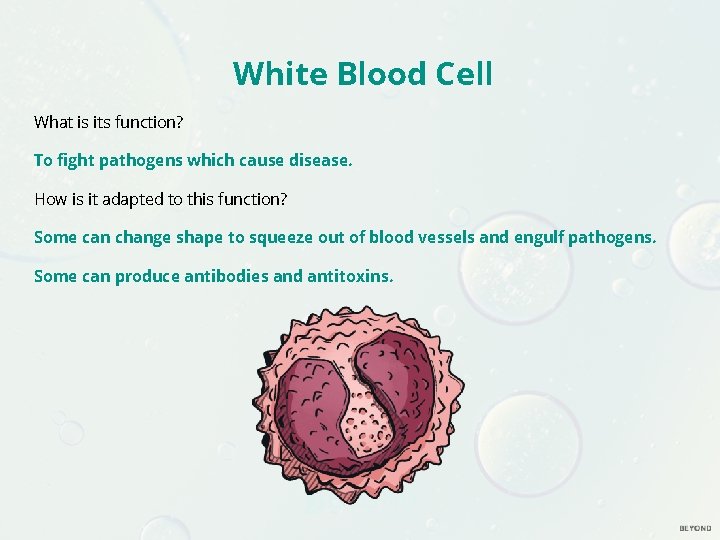 White Blood Cell What is its function? To fight pathogens which cause disease. How