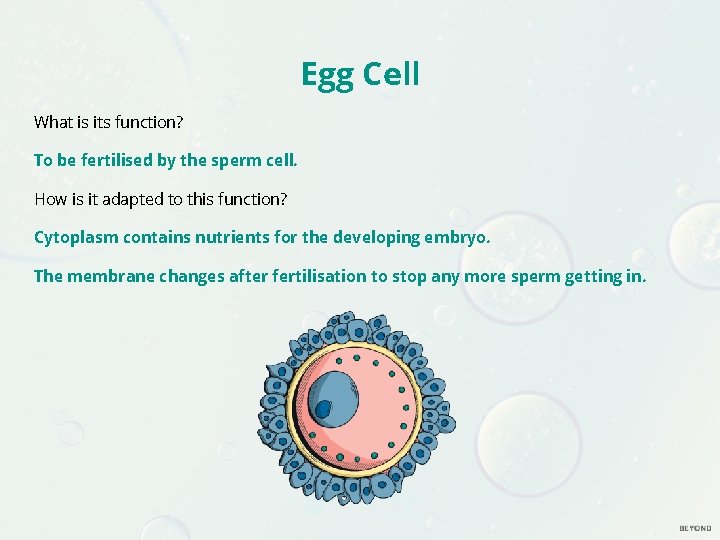 Egg Cell What is its function? To be fertilised by the sperm cell. How